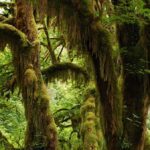 Connect with Earth Consciousness.