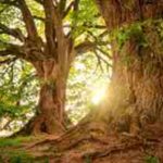 Healing Surrounded By Nature