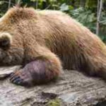 Deep Sleep And Glide