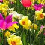 Zoning Out Within A Bed Of Flowers