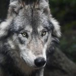 Wolf back-riding race through the forest