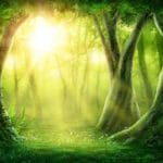 Visit an enchanted forest: A powerful Forest Meditation